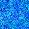 blwrm.gif (10401 bytes)